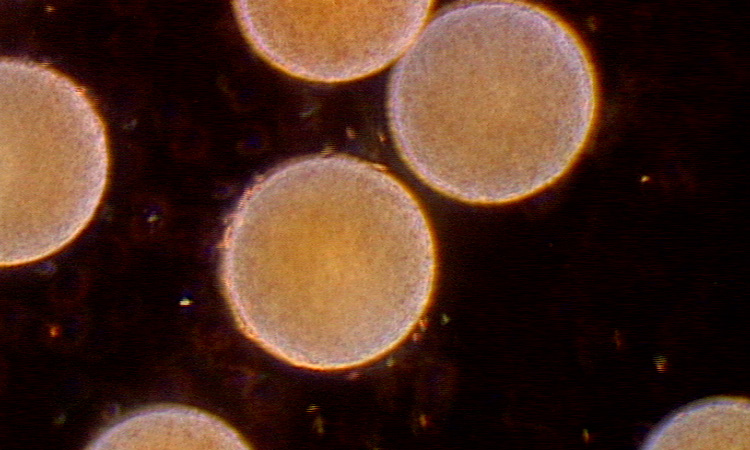 Fécondation et développement embryonnaire du Fucus - 8mn 22s 